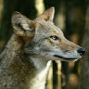 Meet your Posher, Angel